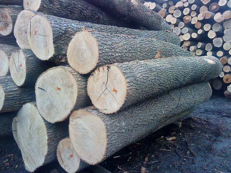 Ash Logs Closeup