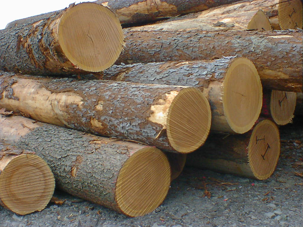 Oak Logs Closeup