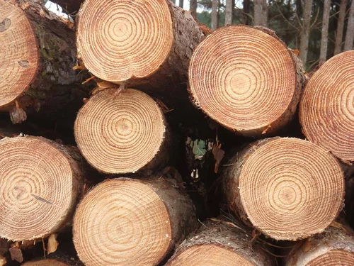 Pine Logs Closeup
