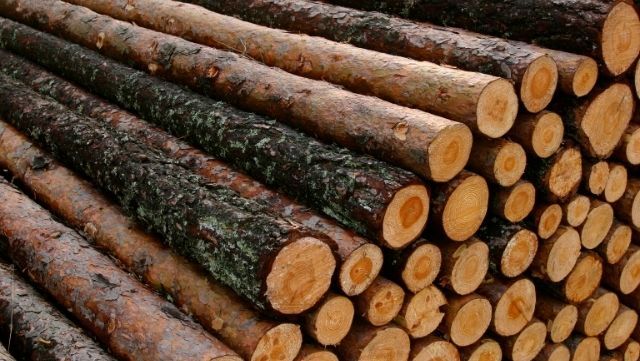 Wood Logs Stacked
